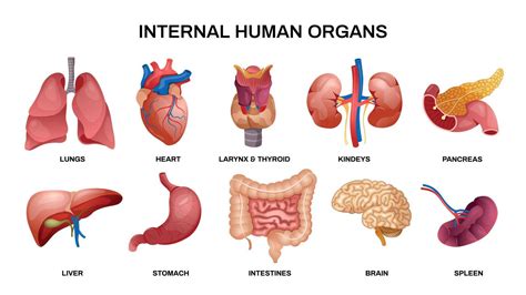 organne|list of human organs.